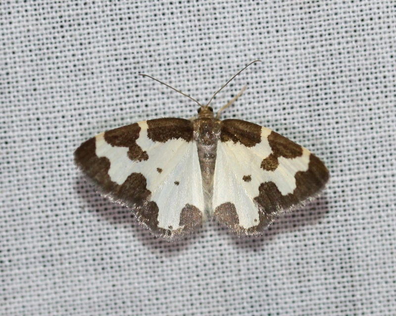 szegélyes nyárfaaraszoló - Lomaspilis marginata