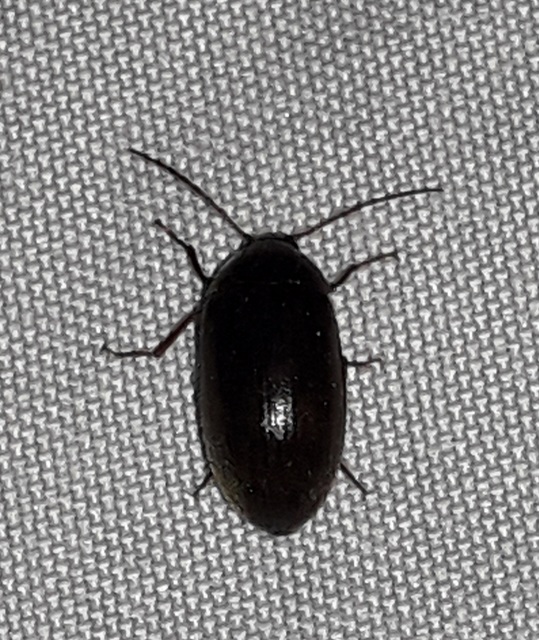 Hymenalia rufipes - rőtlábú alkonybogár