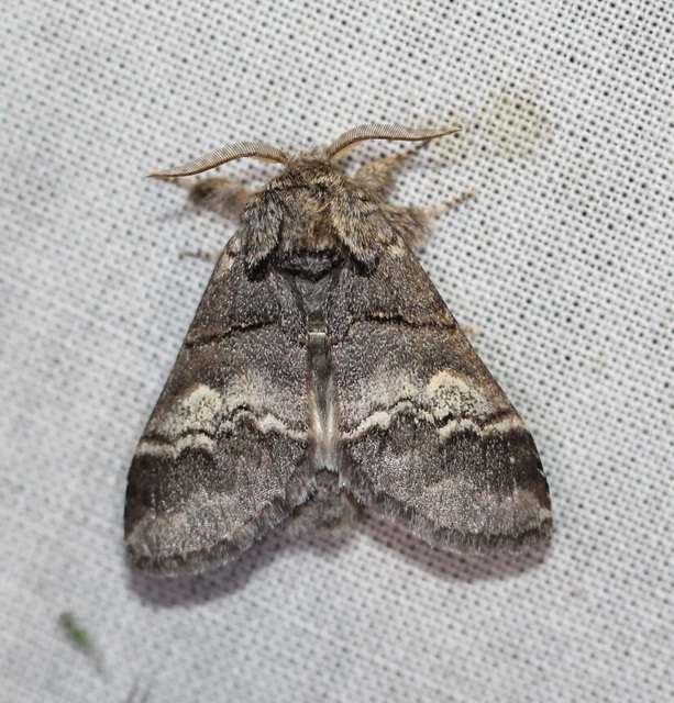 tölgyfa-púposszövő - Drymonia querna