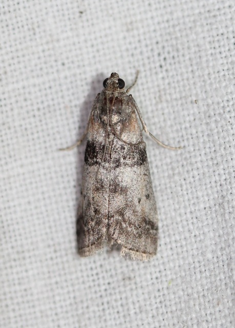 Sciota