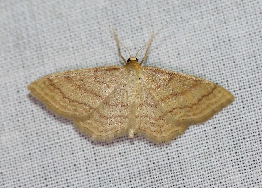 Idaea rufaria - vörhenyes sávosaraszoló