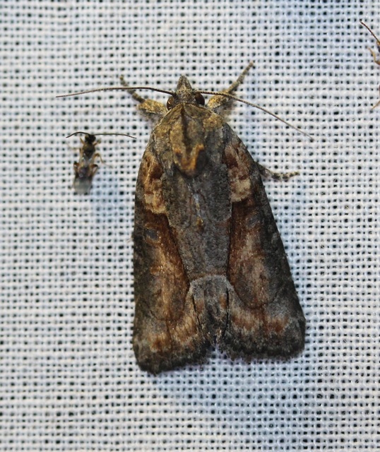 Bryophila raptricula/felina