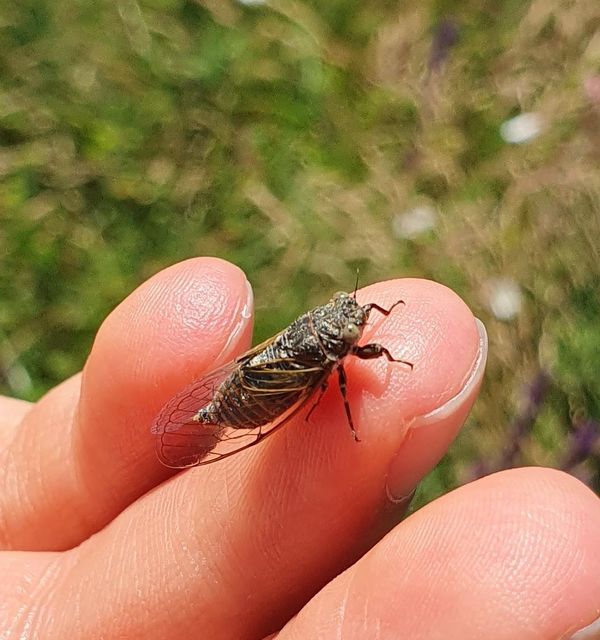 Cicadivetta tibialis