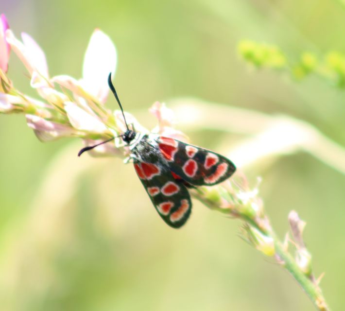 Zygaena carniolica - fehérgyűrűs csüngőlepke