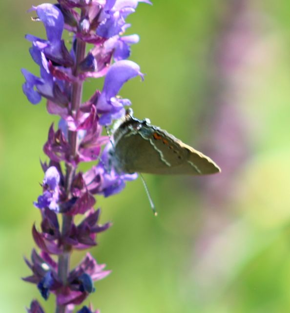 Satyrium spini - kökény-csücsköslepke