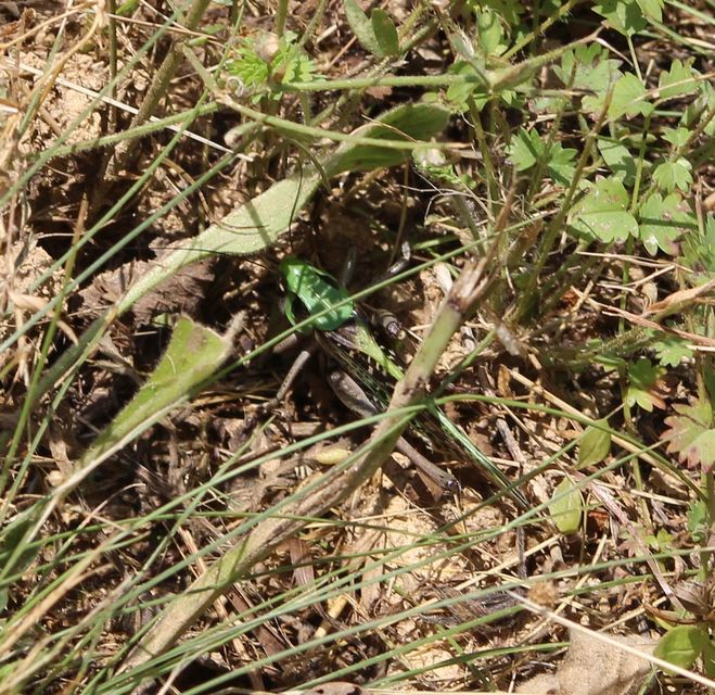 Decticus verrucivorus - szemölcsevő szöcske
