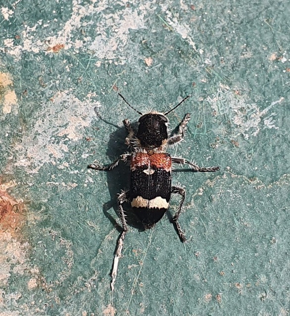 Clerus mutillarius - feketenyakú szúfarkas