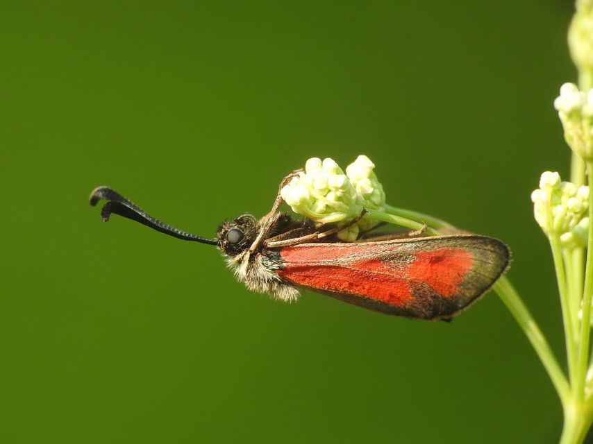 Zygaena punctum - pettyes csüngőlepke