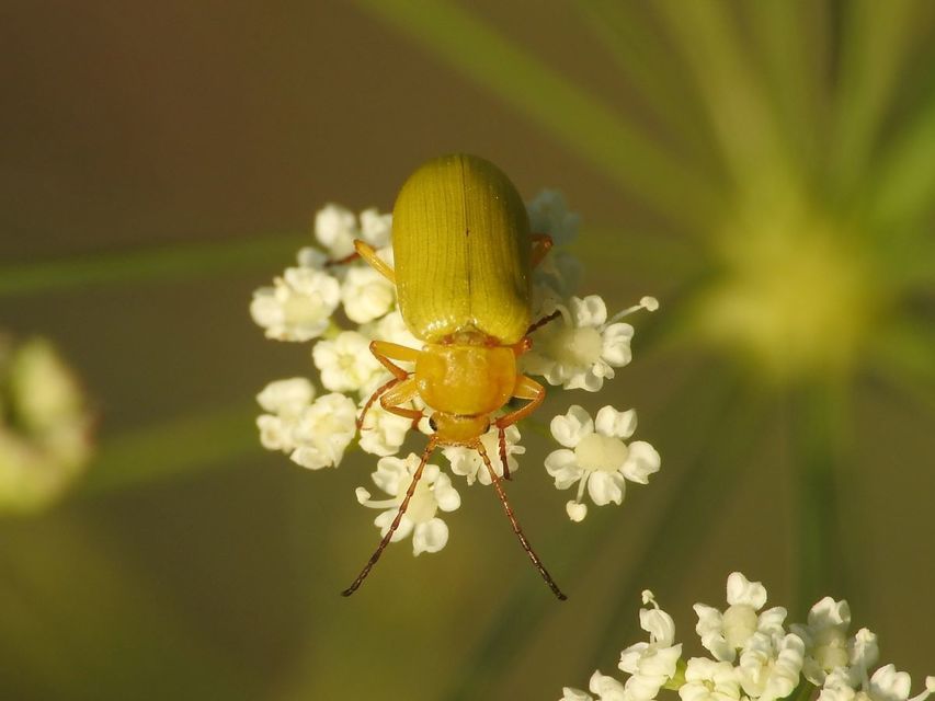 Cteniopus sulphureus - közönséges kénbogár