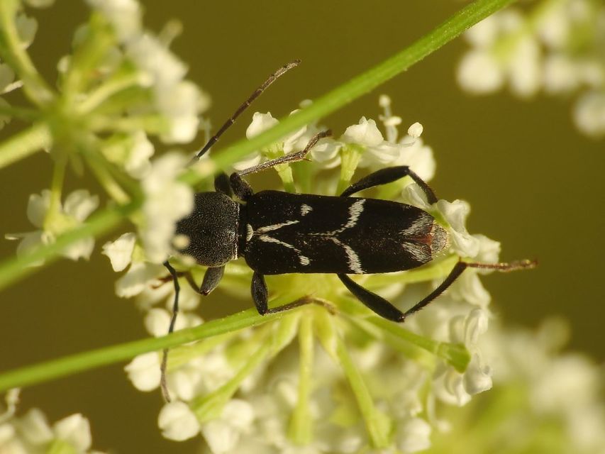 Chlorophorus sartor - feketevállú darázscincér