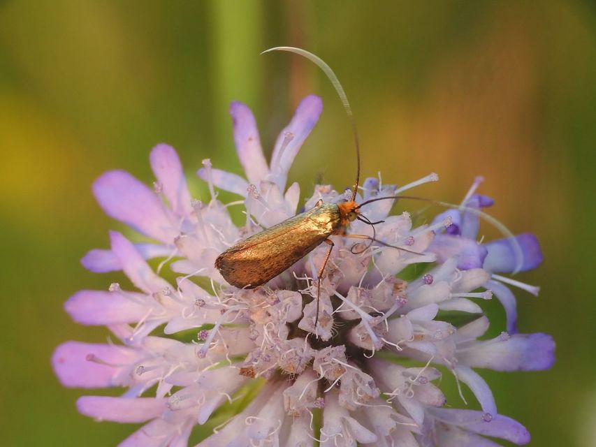 Nemophora metallica - fémszínű tőrösmoly