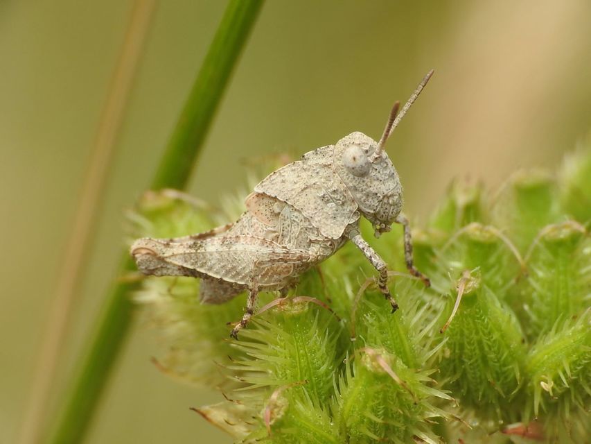 Oedipoda caerulescens - kékszárnyú sáska