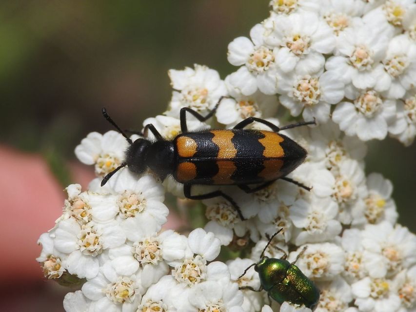 Mylabris variabilis - szalagos hólyaghúzó Mylabris variabilis - szalagos hólyaghúzó