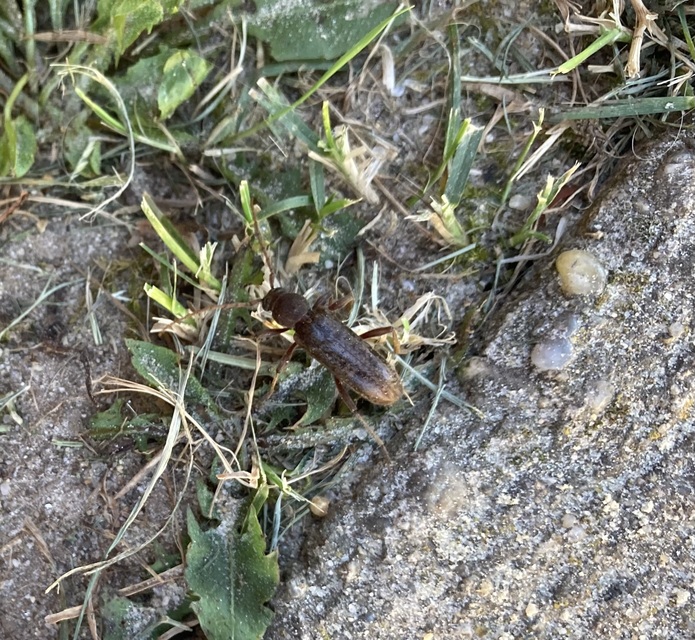 Trichoferus campestris - szállóvendég éjicincér