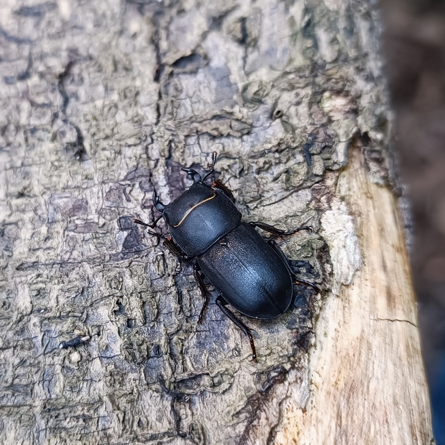 Dorcus parallelipipedus - kis szarvasbogár