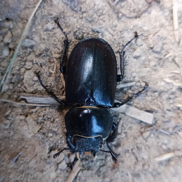 Lucanus cervus - nagy szarvasbogár
