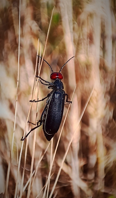Epicauta rufidorsum - hollóbogár