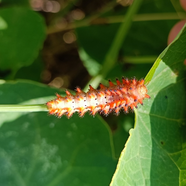 Zerynthia polyxena - farkasalmalepke