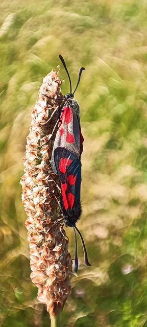 Zygaena loti - közönséges csüngőlepke