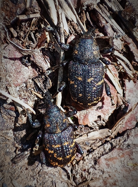 Hylobius abietis - nagy fenyvesormányos