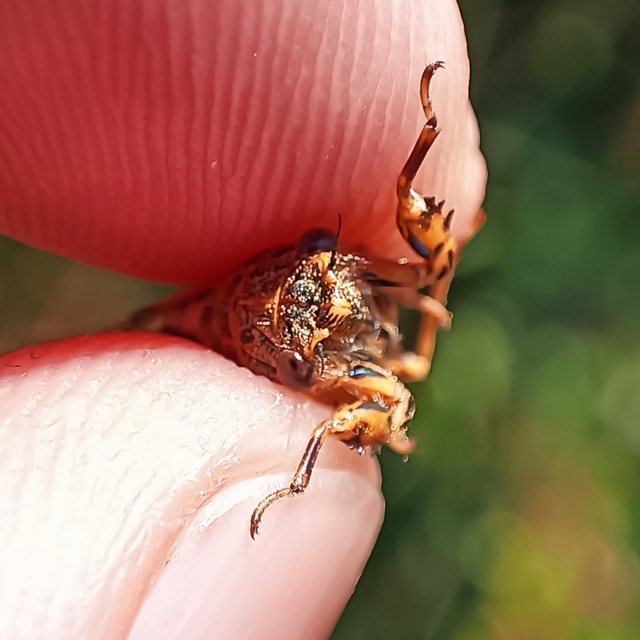 Cicadetta montana