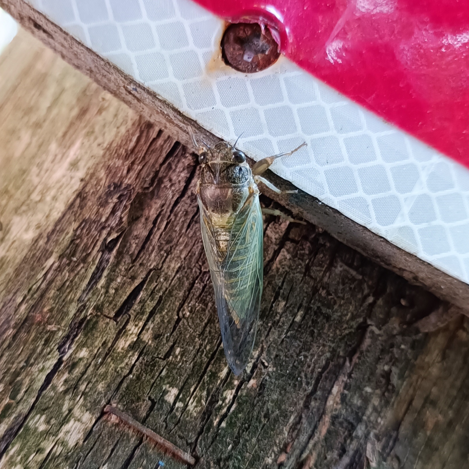 Cicadetta montana