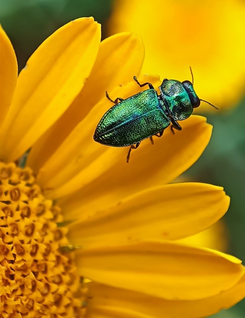 Anthaxia podolica - podóliai virágdíszbogár