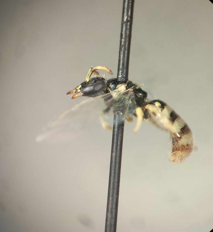 Ceylalictus variegatus