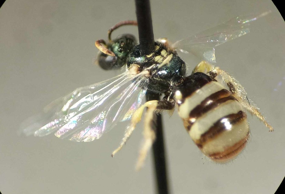 Ceylalictus variegatus