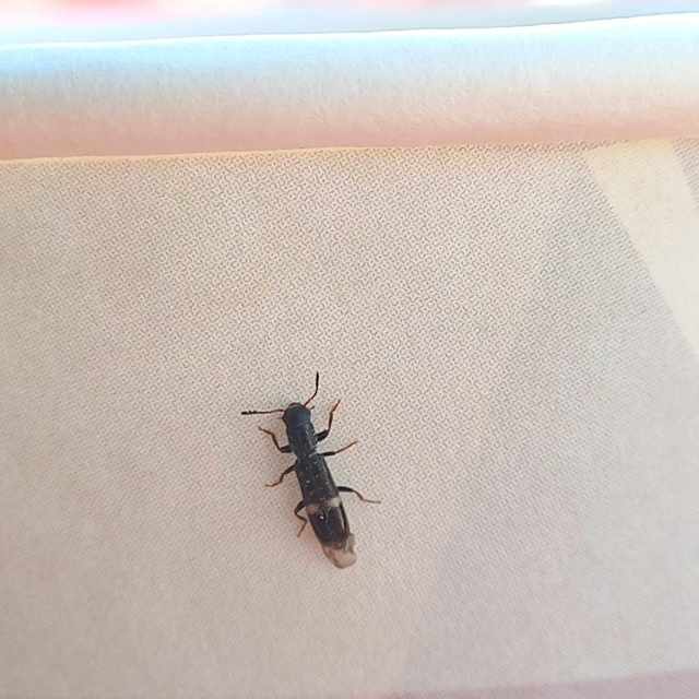 Tarsostenus univittatus - fehérszalagos szúfarkas