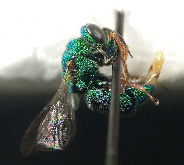 Colpopyga flavipes