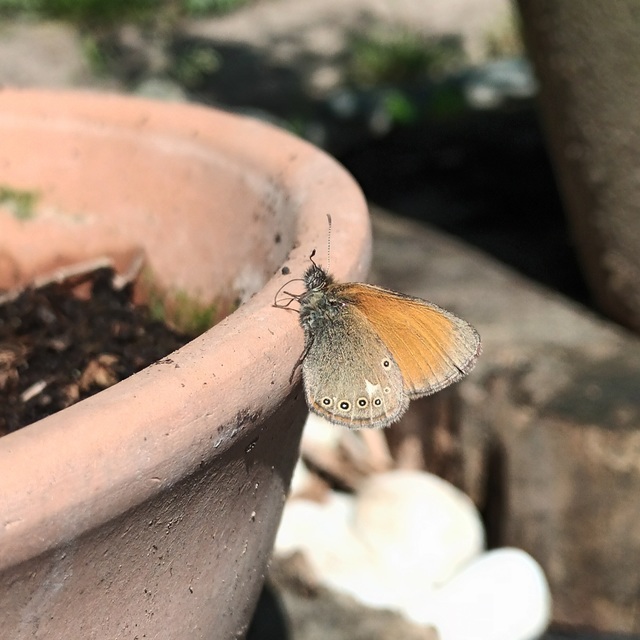 Coenonympha glycerion - közönséges szénalepke