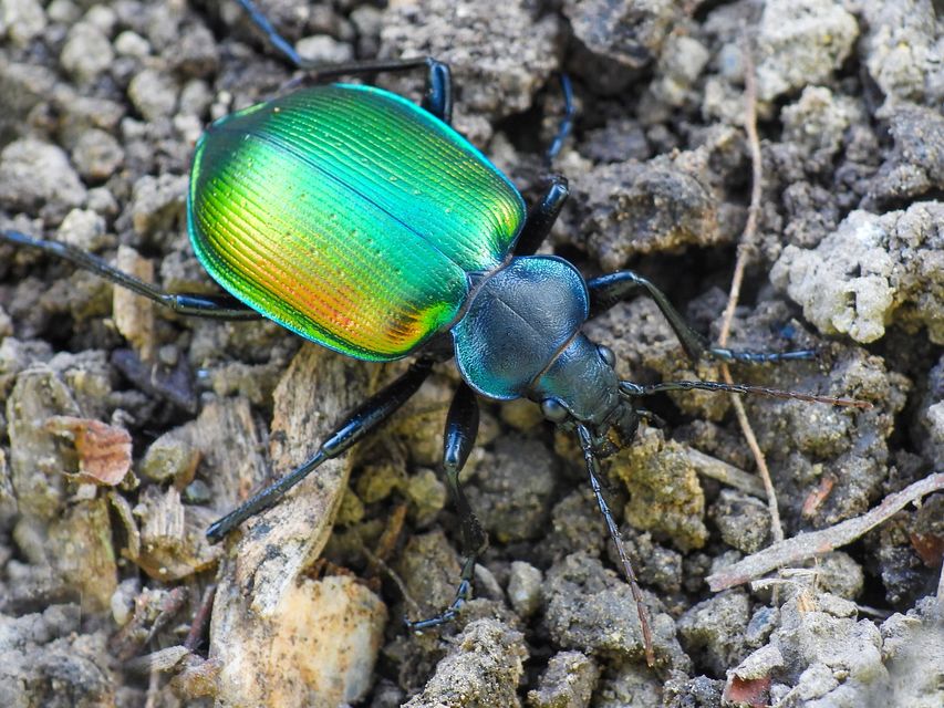 Calosoma sycophanta - aranyos bábrabló