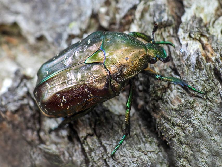 Protaetia marmorata - márványos virágbogár