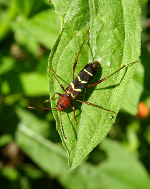 Neoclytus acuminatus - amerikai darázscincér