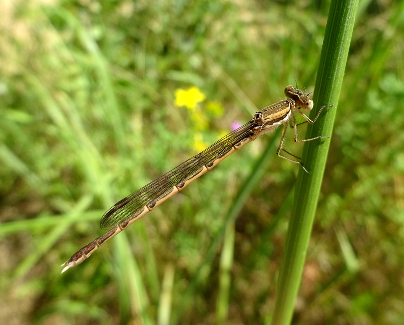 Sympecma fusca - téli rablószitakötő