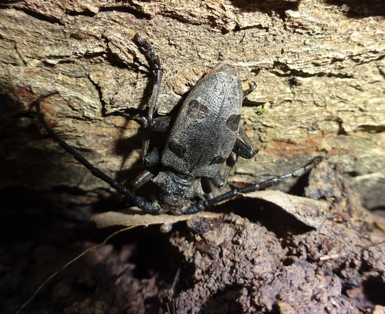 Morimus asper funereus - gyászcincér