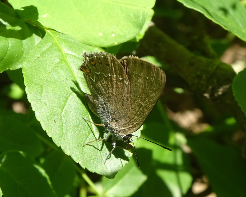 Satyrium ilicis - tölgyfa-csücsköslepke