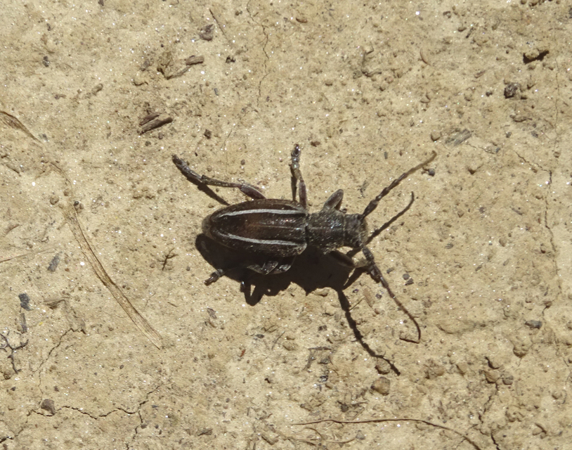 Neodorcadion bilineatum - kétsávos földicincér