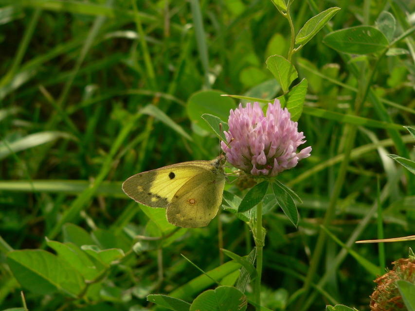 Colias erate - csángó-kéneslepke