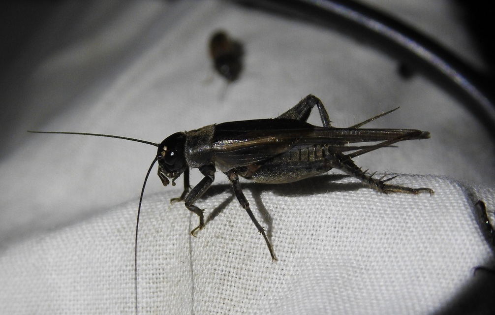 Eumodicogryllus bordigalensis - bordói tücsök