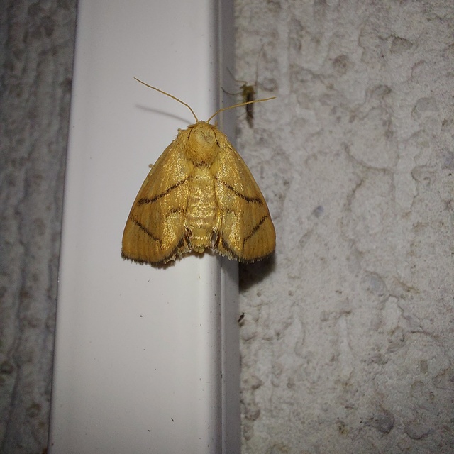 Apoda limacodes - kagylólepke