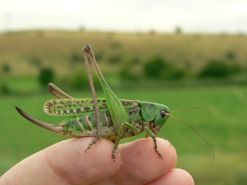 Decticus verrucivorus - szemölcsevő szöcske