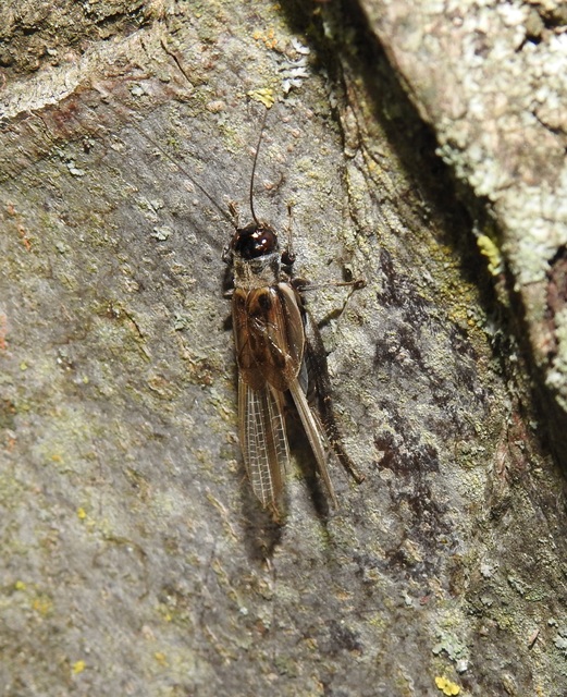 Eumodicogryllus bordigalensis - bordói tücsök