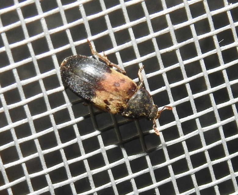 Dermestes lardarius - szalonnaporva Dermestes lardarius - szalonnaporva