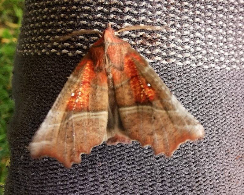 Scoliopteryx libatrix - vörös csipkésbagoly
