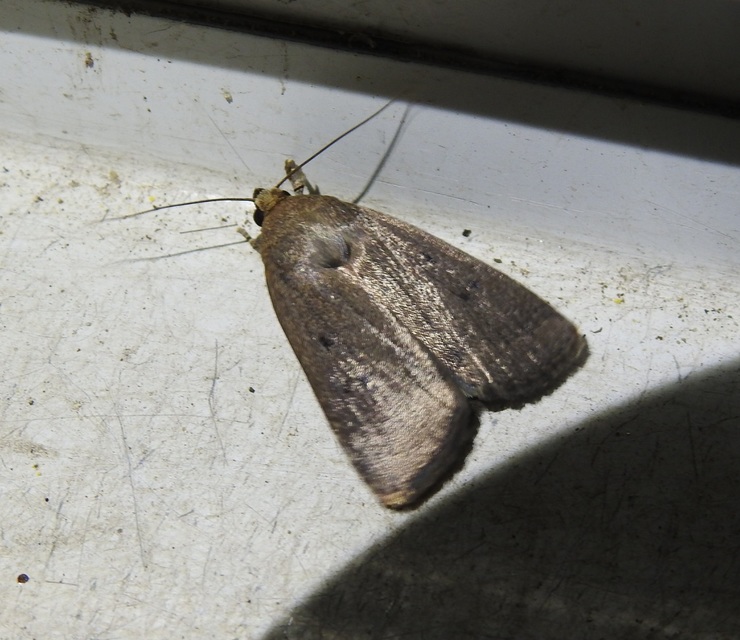 Amphipyra tragopoginis - bakszakállbagoly