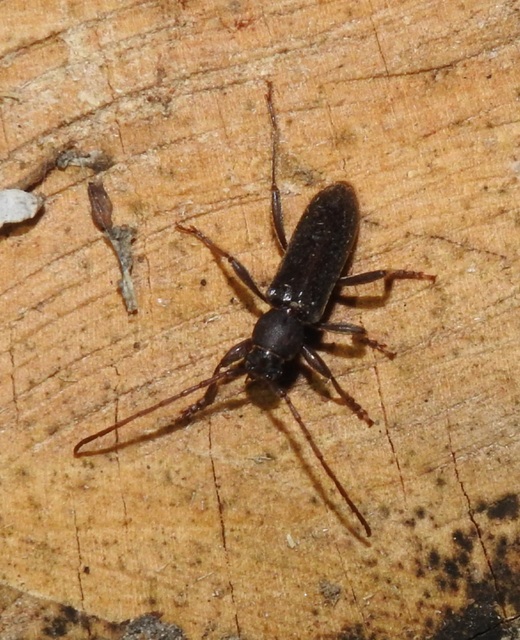 Trichoferus campestris - szállóvendég éjicincér
