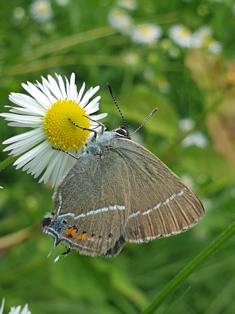 Satyrium spini - kökény-csücsköslepke