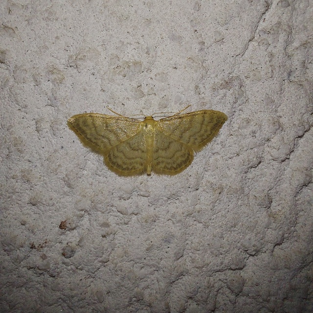 Idaea dilutaria - napvirág-apróaraszoló